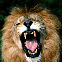 Sher Marna Ft Ranjit Bawa REMIX